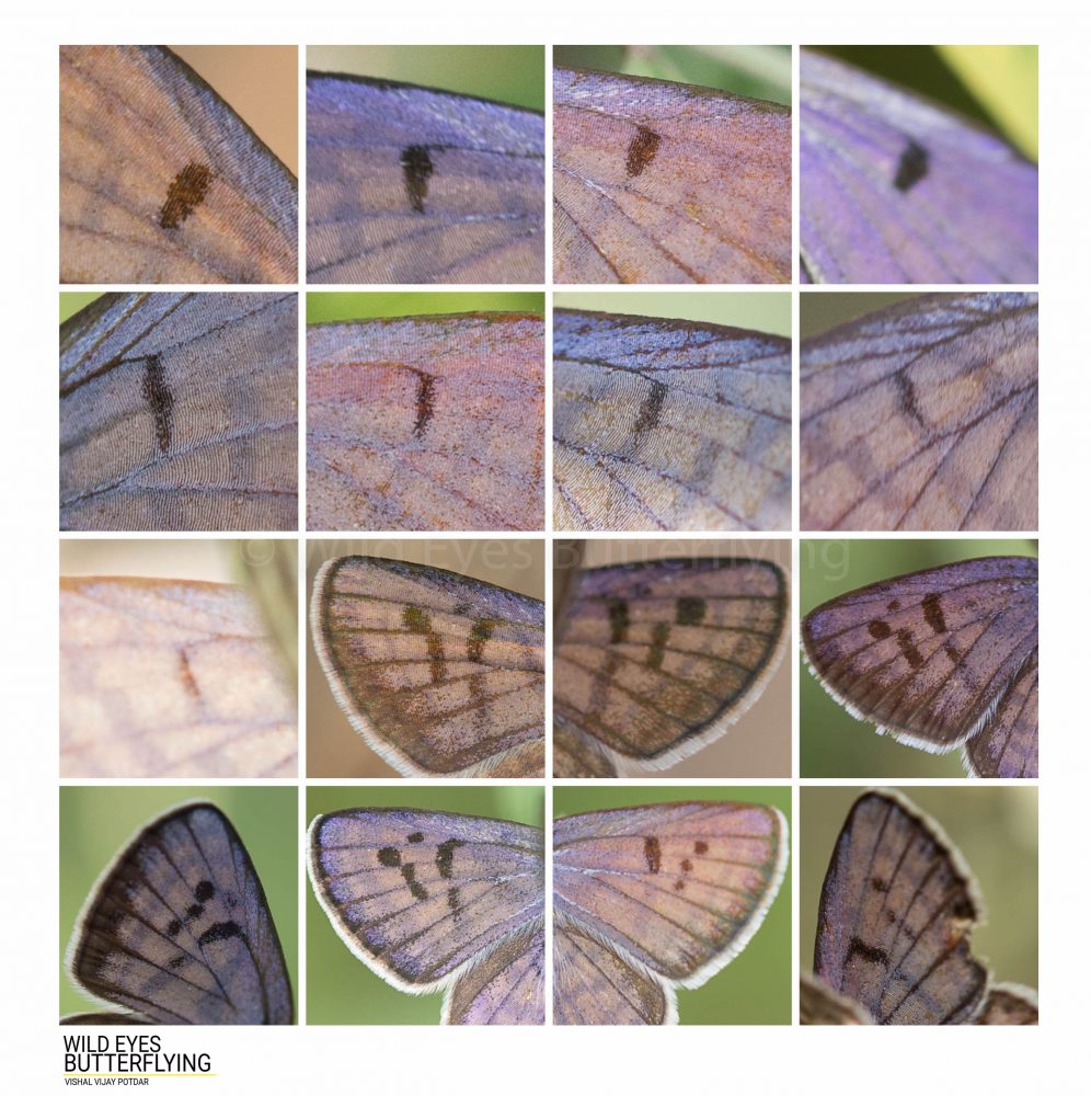 wing patterns