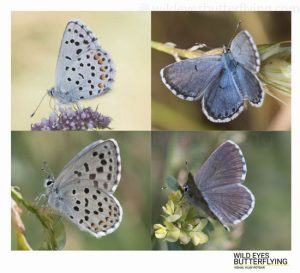 Butterflies of Leh & Ladakh