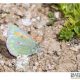 Fiery Clouded Yellow – Colias eogene