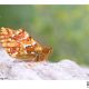 Straightwing silverspot – Boloria sipora