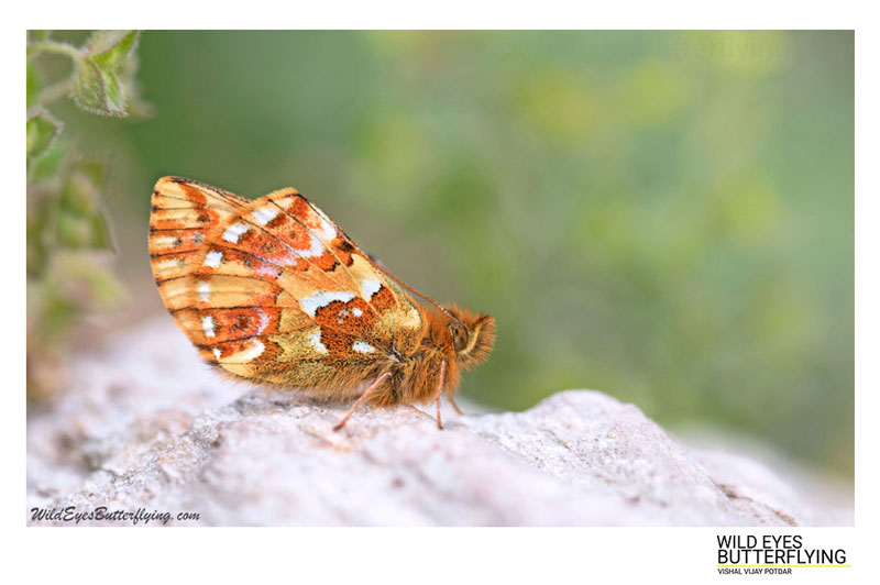 Indian Butterflying