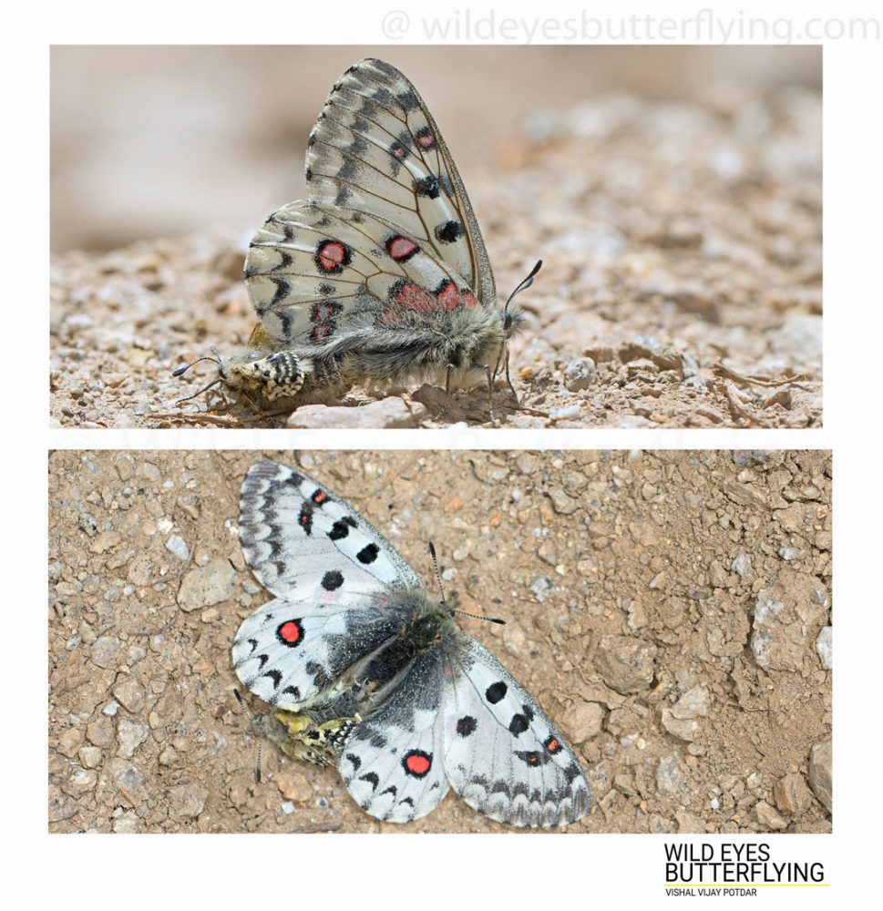 Butterflies of Leh & Ladakh